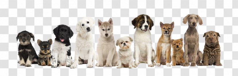 Siberian Husky Puppy Maltese Dog Chihuahua Yorkshire Terrier - Kennel Transparent PNG