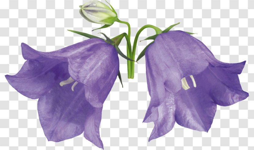 Campanula Medium Cochleariifolia Flower Campanulaceae Biennial Plant - Hand-painted Lily Of The Valley Transparent PNG