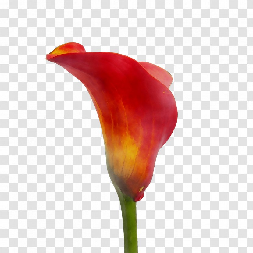 Tulip Plant Stem Plants - Botany Transparent PNG