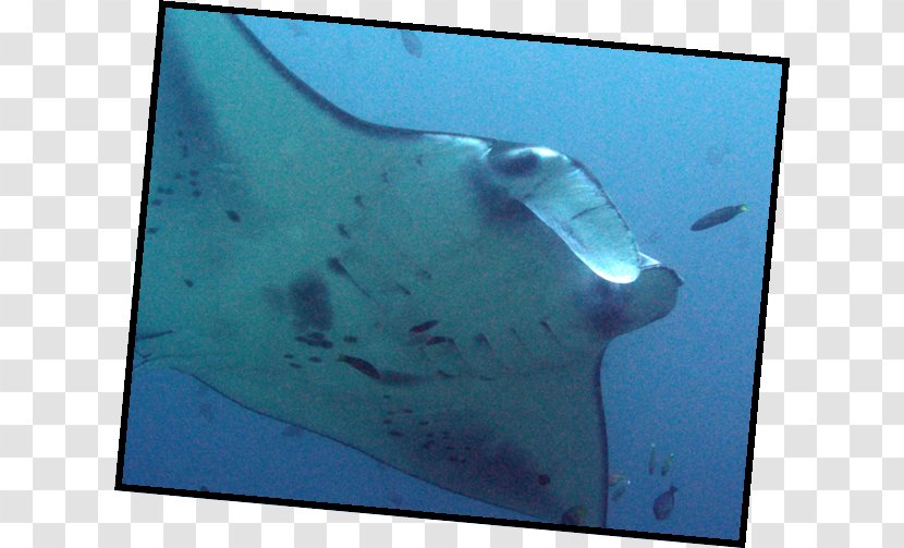 Manta Ray Water Myliobatoidei Marine Biology - Aqua Transparent PNG