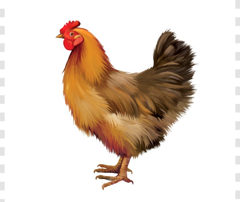 Plymouth Rock Chicken Feral Buffalo Wing Rooster - As Food - Poultry Transparent PNG