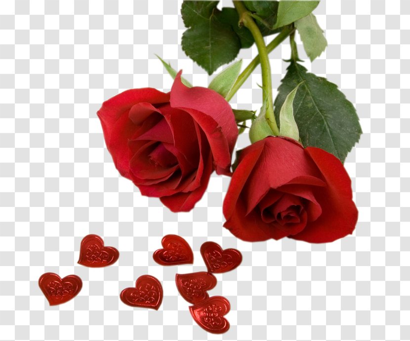 Garden Roses Petal Flower Bouquet - Red Background Romance Transparent PNG