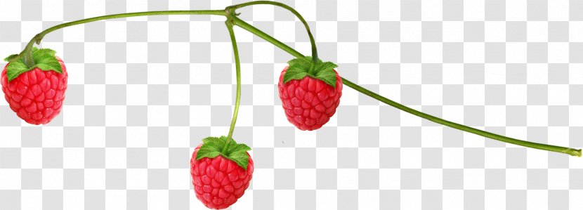 Musk Strawberry Raspberry Food - Strawberries Transparent PNG