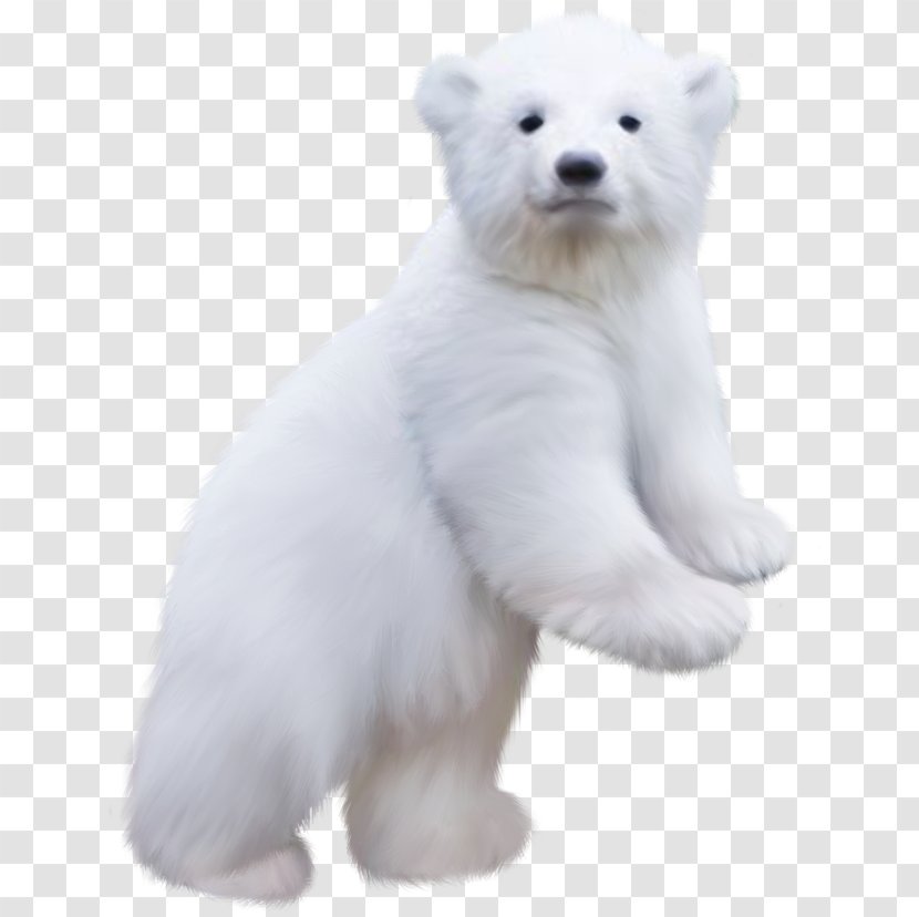Polar Bear Koala Baby Clip Art - Stuffed Toy Transparent PNG