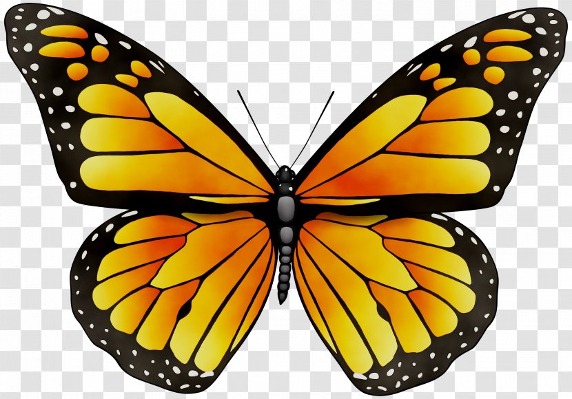 Monarch Butterfly Insect Stock Photography Clip Art - Lycaenid - Symmetry Transparent PNG