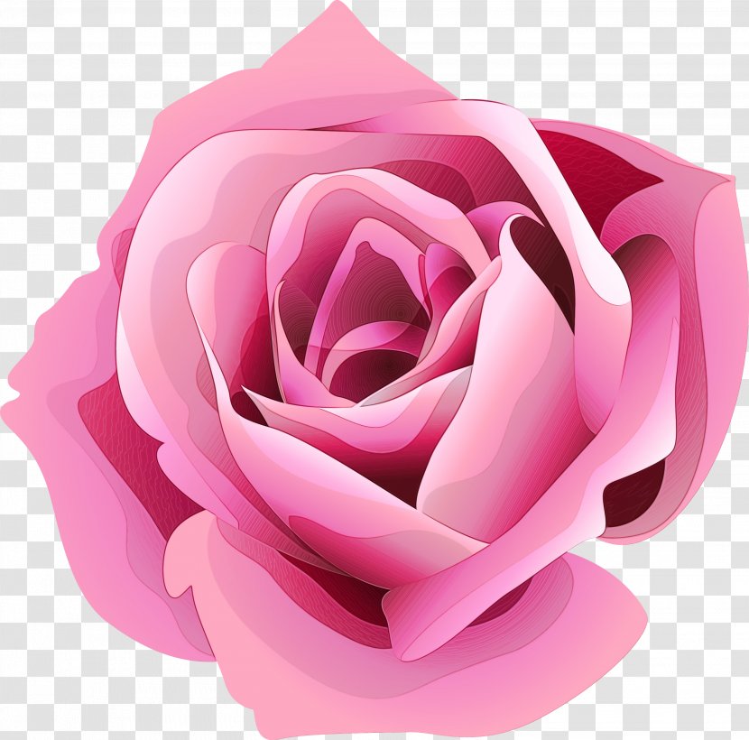 Watercolor Pink Flowers - Rose Order - China Magenta Transparent PNG