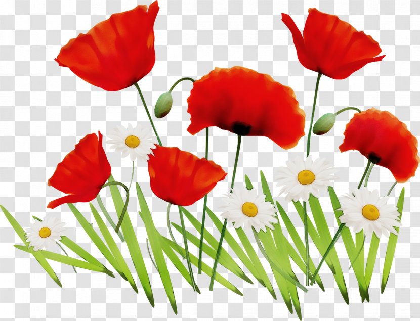 Flower Red Petal Coquelicot Plant - Poppy Family Flowering Transparent PNG