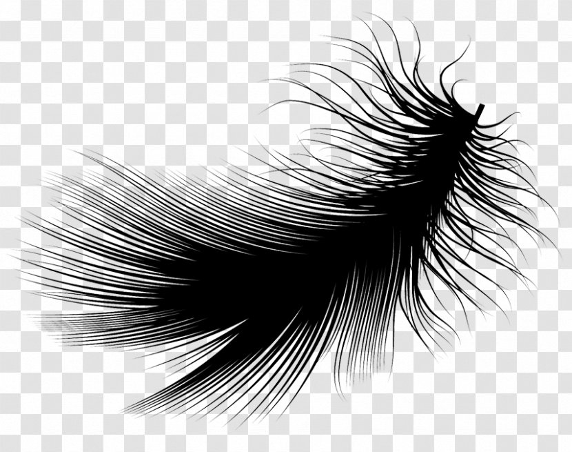 Feather Black And White - Wing Transparent PNG