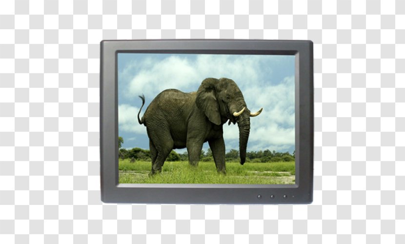 Elephantidae African Buffalo Animal Bush Elephant Teacher - Thylacine - Displaylink Transparent PNG