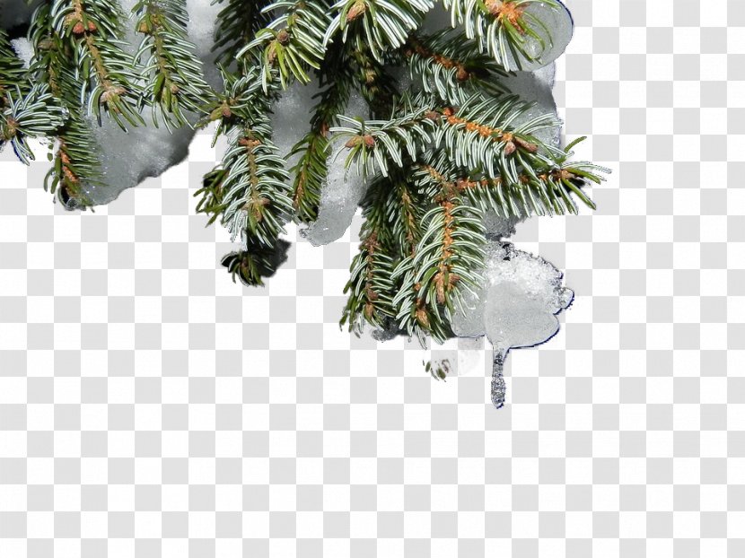 Snow Christmas Tree - Hanging Transparent PNG
