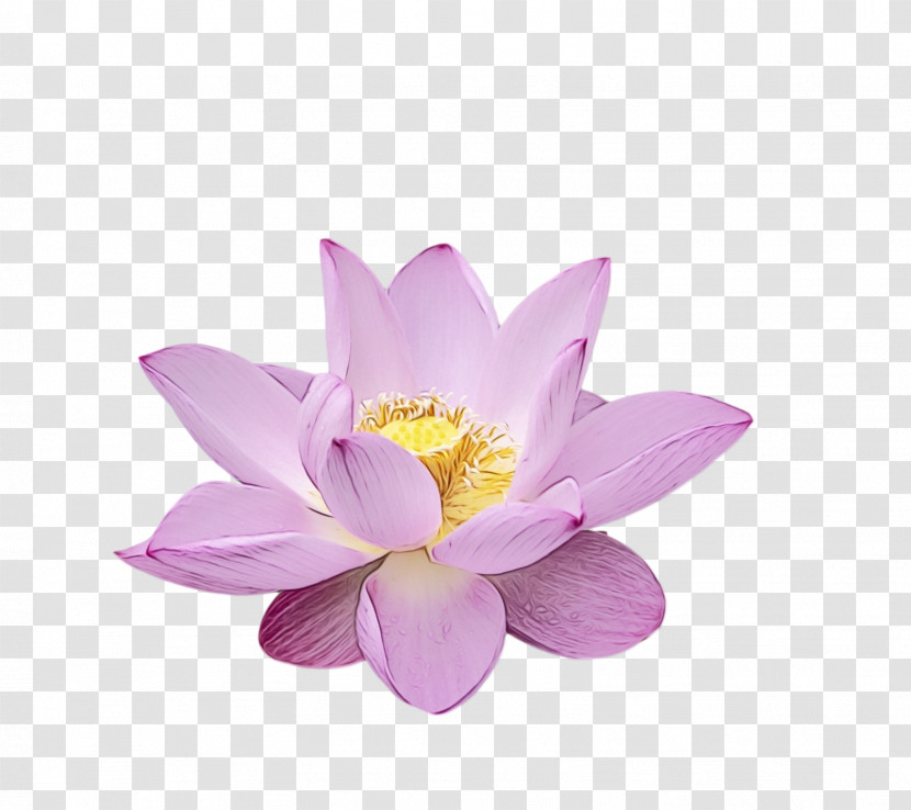 Sacred Lotus Purple Lotus-m Transparent PNG