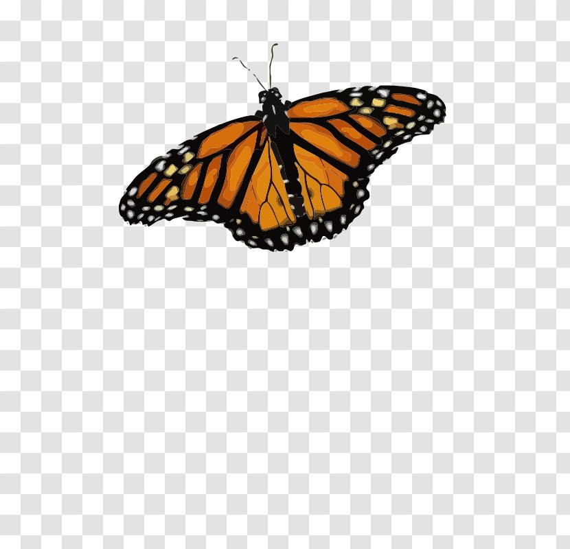 Monarch Butterfly Weed Insect Clip Art - Arthropod Transparent PNG