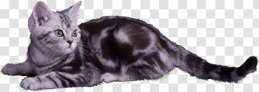 American Shorthair Whiskers Maine Coon California Spangled Kitten - Snout Transparent PNG