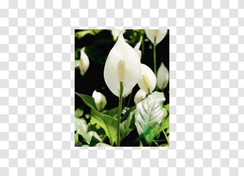 Spathiphyllum Wallisii Houseplant Arum-lily Leaf - Rose Family - Plant Transparent PNG
