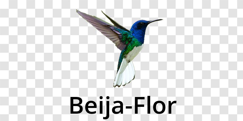 Fauna Feather Beak Wildlife - Hummingbird - Beija Flor Transparent PNG