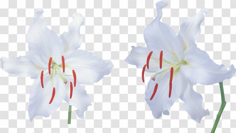 Clip Art Flower Petal Lily - Floral Design - Lilium Candidum Transparent PNG