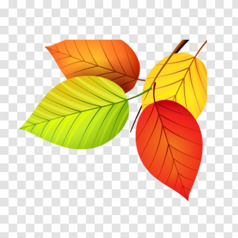 Autumn Leaf Color Euclidean Vector - Deciduous - Colorful Leaves Transparent PNG