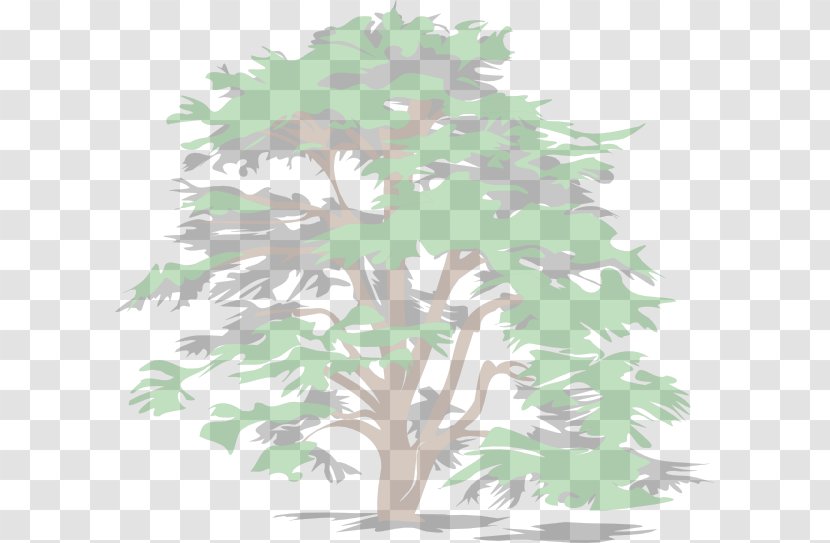 Tree Evergreen Clip Art - Plant Stem Transparent PNG