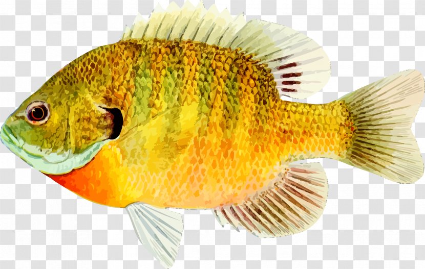 Goldfish Desktop Wallpaper - Tropical Fish Transparent PNG