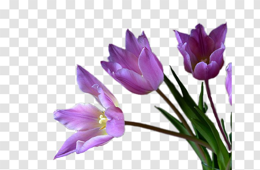 Tulip Cut Flowers Violet Mauve - Family Transparent PNG