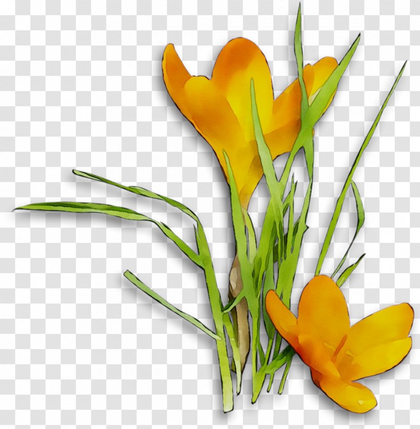 Crocus Floral Design Cut Flowers Plant Stem - Flower - Flowering Transparent PNG