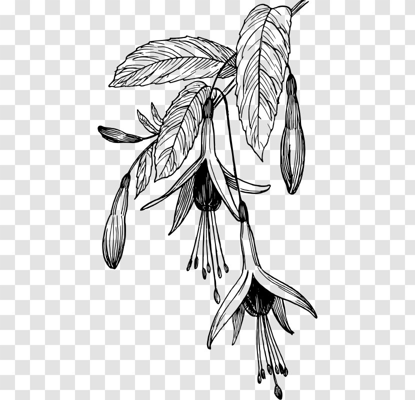 Fuchsia Black And White Drawing Clip Art - Insect - Color Transparent PNG