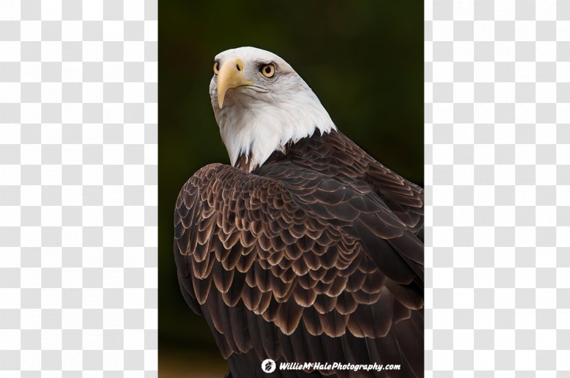 Bird Great Horned Owl Bald Eagle Eastern Screech - Accipitriformes - American Transparent PNG