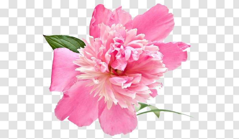 Peony Flower Extract Rose Cosmetics Transparent PNG