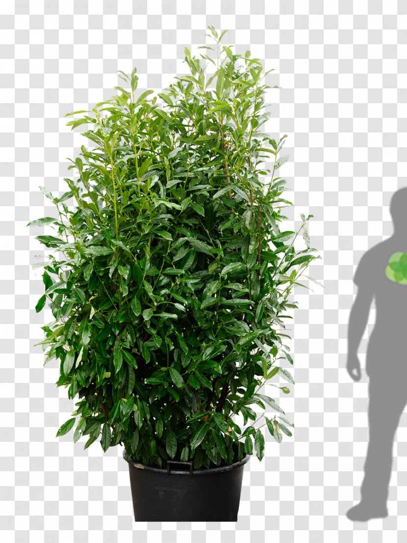 Cherry Laurel Portuguese Tree Hedge Shrub - Herb Transparent PNG