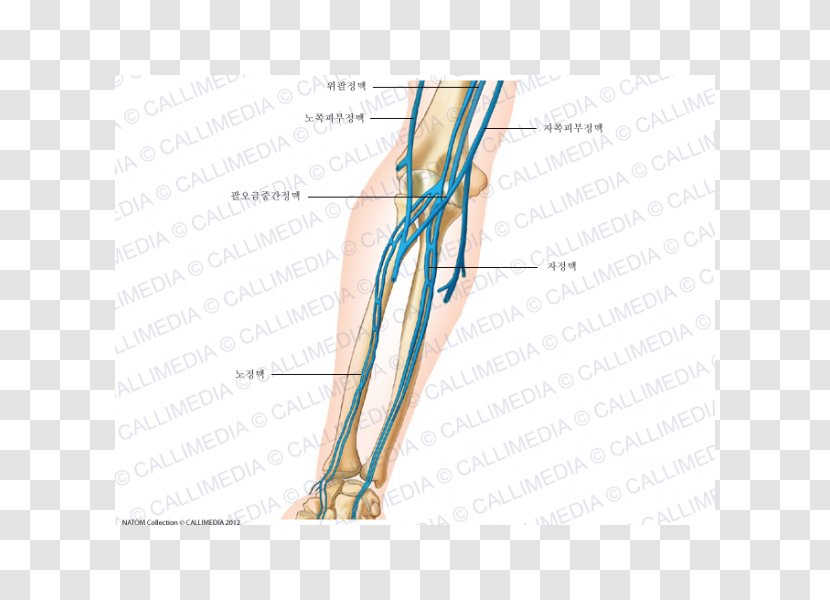 Thumb Elbow Vein Forearm Anatomy - Frame - Hand Transparent PNG