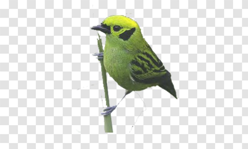 Bird Parrot Finch - Yellow Scarfed Tanager - Cartoon Green Transparent PNG