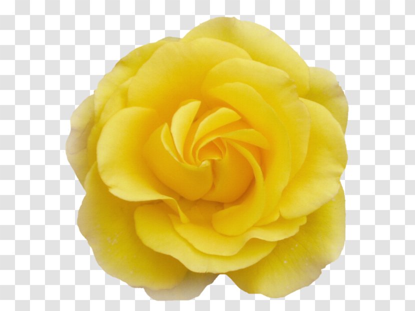Garden Roses Cabbage Rose Cut Flowers Petal - Yellow Transparent PNG