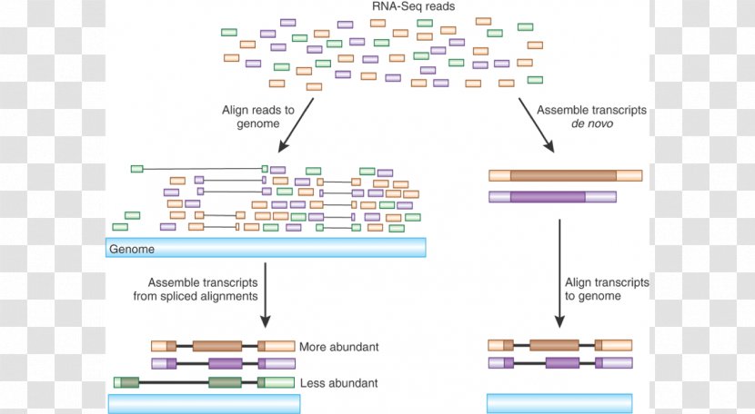 RNA-Seq Sequencing Transcriptome Gene Expression - Education - Heatmap Rna-seq Transparent PNG