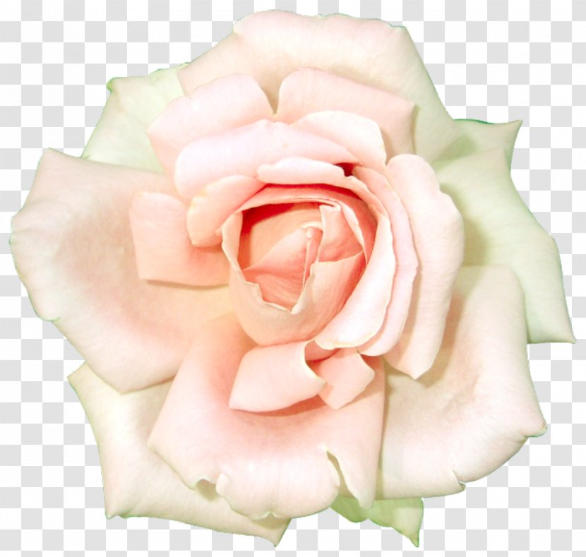 Garden Roses Centifolia Cosmetics Clip Art - Rose Order - White Clipart Transparent PNG
