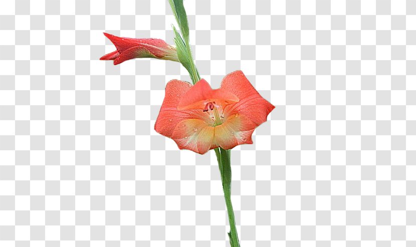 Amaryllis Jersey Lily Cut Flowers Gladiolus Plant Stem - Seed - Courage Transparent PNG