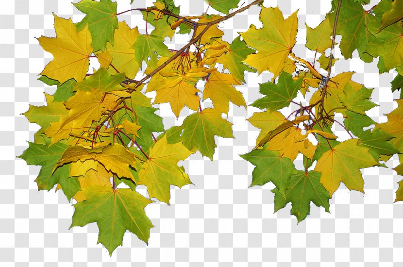 Maple Leaf Grape Leaves Plane Trees Twig Transparent PNG