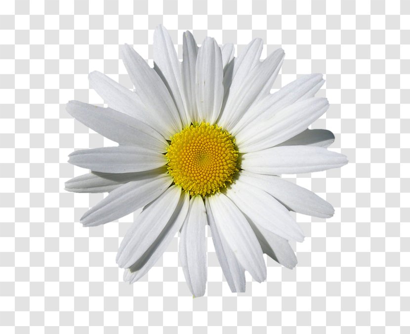 Clip Art Daisy Family Image Common - Chamomile Transparent PNG