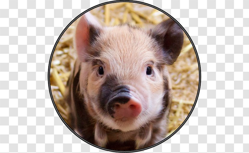 Miniature Pig Vietnamese Pot-bellied Guinea Piglet - Snout Transparent PNG