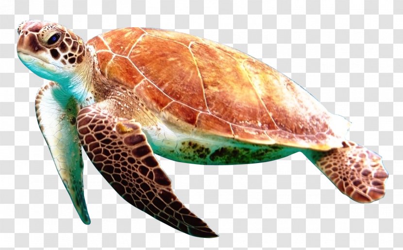 Box Turtle Reptile - Organism - Sea Transparent PNG