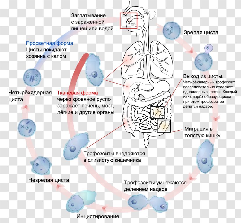 Entamoeba Histolytica Amoebiasis Infection Parasitism - Technology - Encyclopedia Of Life Transparent PNG