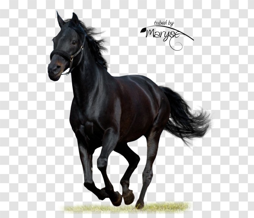 Black Beauty Arabian Horse American Paint Audible - Anna Sewell - Dark Transparent PNG