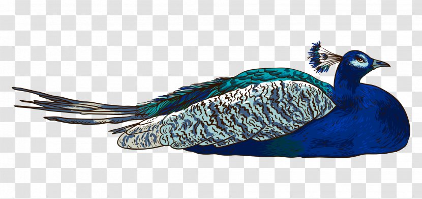 Cartoon Peafowl - Designer - Hand Colored Peacock Lie Down Transparent PNG