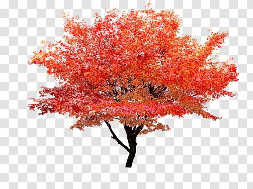 Red Maple Tree - Autumn Flower Transparent PNG