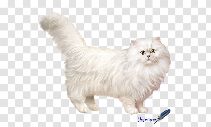 Persian Cat Asian Semi-longhair Munchkin American Curl Cymric - Vertebrate - Kitten Transparent PNG