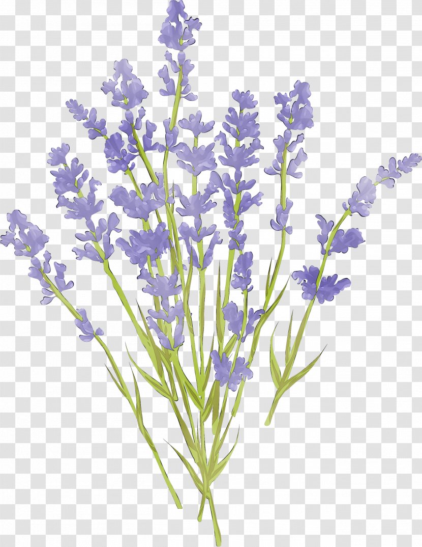 English Lavender French Plant Stem Cut Flowers Common Sage - Branching - Flowering Transparent PNG