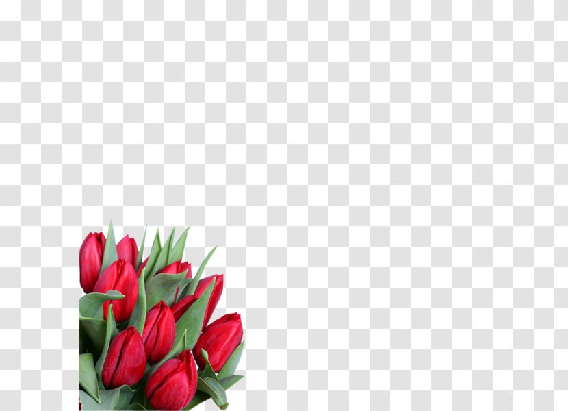 8 March International Women's Day Flower ZieduVeikals.lv Holiday - Arranging Transparent PNG