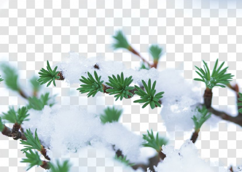 Winter Plant Tree Snow Frost - Rain - Branches Transparent PNG