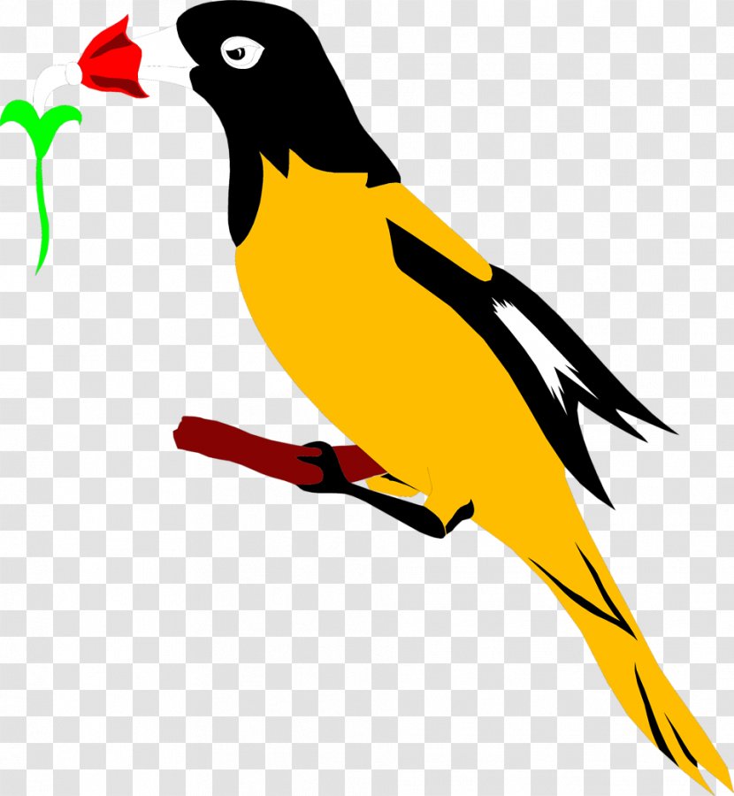 Bird Baltimore Orioles Eurasian Golden Oriole Clip Art - Wing Transparent PNG