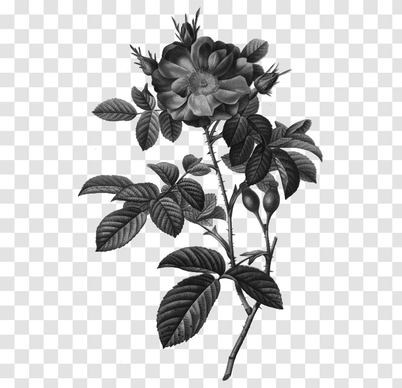 Cabbage Rose Damask Botanical Illustration Botany - Tree - Flower Transparent PNG