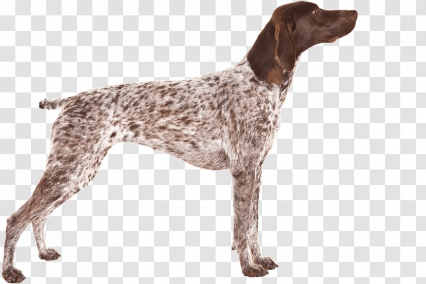 Old Danish Pointer German Shorthaired Small Münsterländer Auvergne - Carnivoran - Breed Group (dog) Transparent PNG